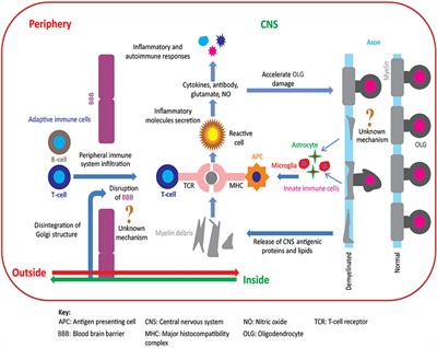 Revisiting the Pathoetiology of Multiple Sclerosis: Has the Tail Been Wagging the Mouse?